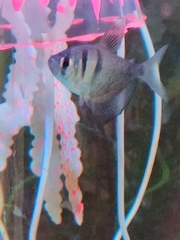 Gymnocorymbus ternetzi