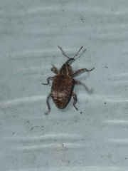 Conotrachelus seniculus