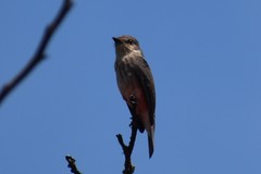 Pyrocephalus rubinus