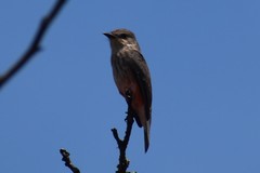Pyrocephalus rubinus