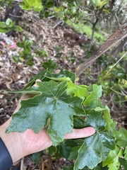 Hibiscus brackenridgei