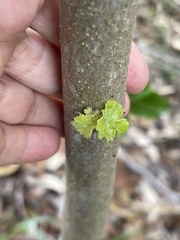 Hibiscus brackenridgei