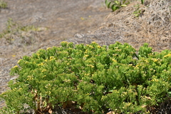 Trixis cacalioides