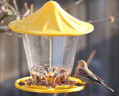 Junco