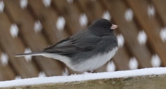 Junco