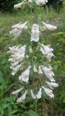 Penstemon