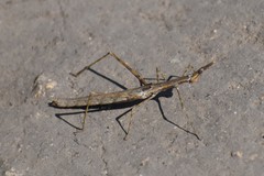 Proscopiidae
