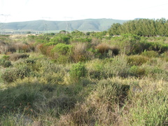 Thamnochortus erectus