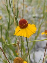 Helenium quadridentatum