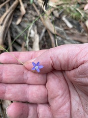 Wahlenbergia densifolia