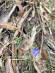 Wahlenbergia densifolia