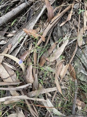 Wahlenbergia densifolia