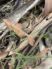 Wahlenbergia densifolia