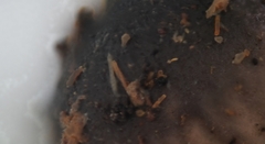 Lycoperdon fuligineum