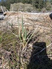 Leymus mollis mollis