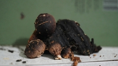 Lycoperdon fuligineum