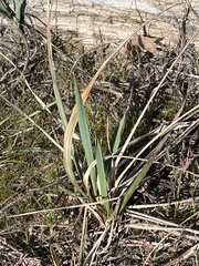 Leymus mollis mollis