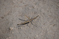Proscopiidae