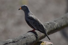 Columbina cruziana