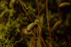 Distichium inclinatum