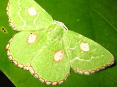 Thetidia albocostaria