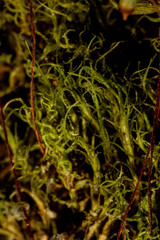 Distichium inclinatum