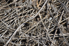 Proscopiidae