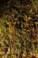 Distichium inclinatum