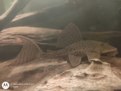 Hypostomus