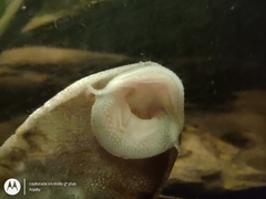 Hypostomus