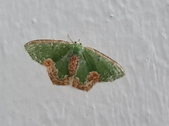 Eucyclodes albisparsa