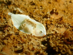 Aseraggodes albidus
