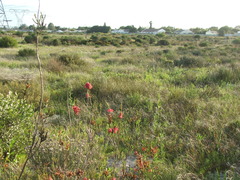 Thamnochortus erectus