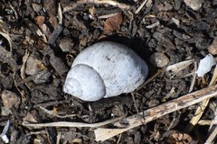 Gastropoda