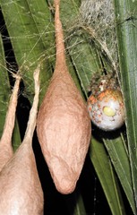 Ordgarius magnificus