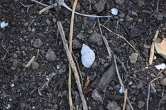 Gastropoda