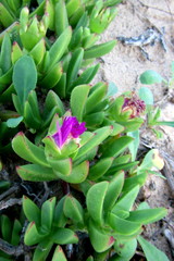 Carpobrotus dimidiatus