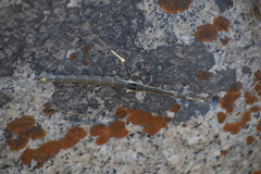 Proscopiidae