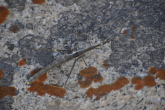 Proscopiidae
