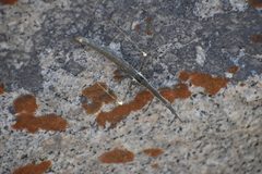 Proscopiidae