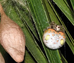 Ordgarius magnificus