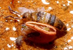 Entomobrya assuta