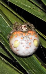 Ordgarius magnificus