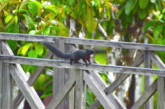 Callosciurus prevostii pluto