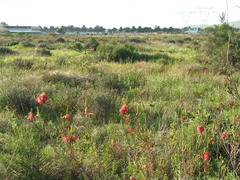 Thamnochortus erectus