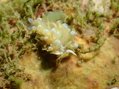 Phyllodesmium opalescens