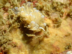 Phyllodesmium opalescens