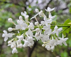 Syringa oblata