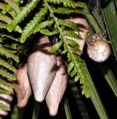 Ordgarius magnificus