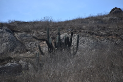 Armatocereus matucanensis